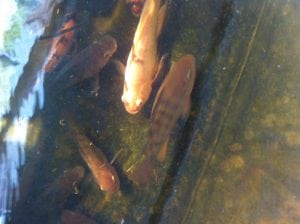 Aquapoinc Tilapia