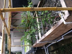 grow beds