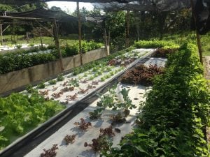 What one of our Aquaponic Floating Raft plant beds look like now: