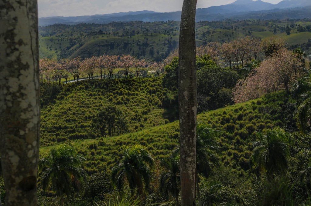 View from the mountains in the Dominican Republic Piñon trees flowering pink dot the mountainside alongside other lush, diverse foliage and the Yassica river behind.