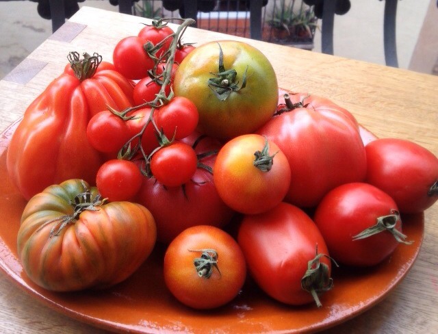 distintas variedades naturales y cultivares de tomate