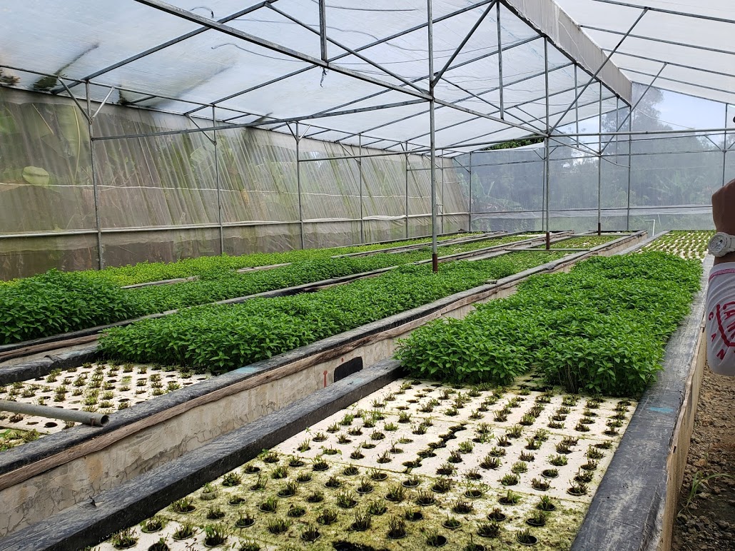 aquaponics growing plant-based foods