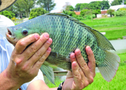 tilapia on aquaponics farm