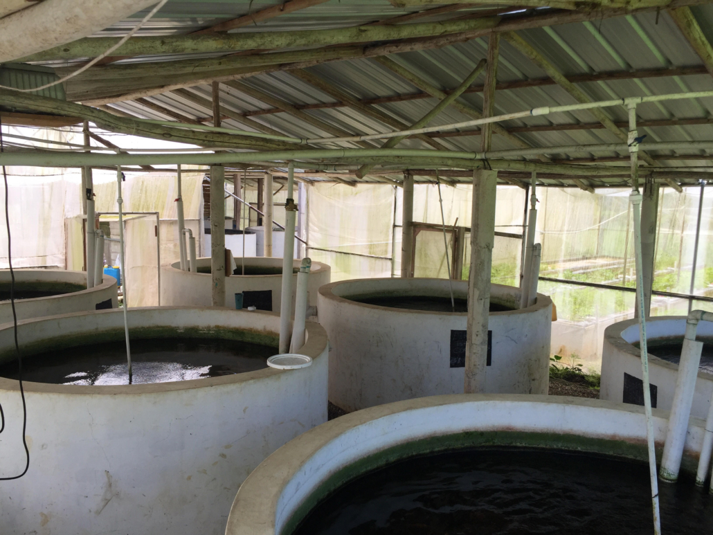 aquaponic tanks with tilapia on taino farm