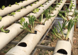 New NFT hydroponics system in Taino Farm