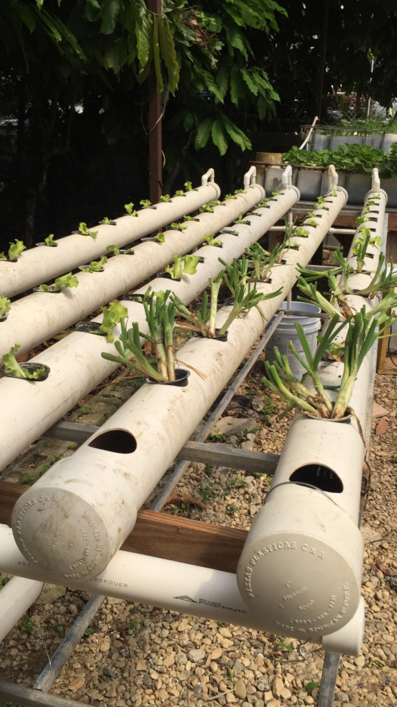 New NFT hydroponics system in Taino Farm